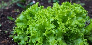 6 loại rau củ là “ổ ký sinh trùng”, cái số 1 rất nhiều người ăn