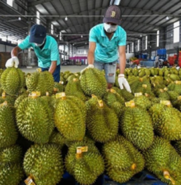 Chuyên gia đề xuất dùng AI kiểm soát tồn dư hóa chất trong sầu riêng