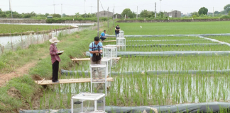 Thí điểm mô hình trồng lúa giảm phát thải khí nhà kính