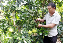 Nông dân làm giàu nhờ cây ăn quả trồng trên đất dốc
