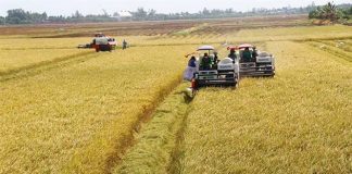 Ngành nông nghiệp triển khai kế hoạch giảm phát thải trong trồng trọt đến năm 2050