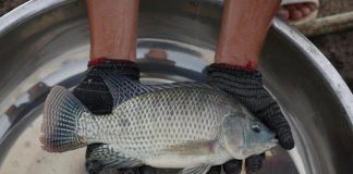 Thức ăn thủy sản Việt được trao chứng nhận quốc tế