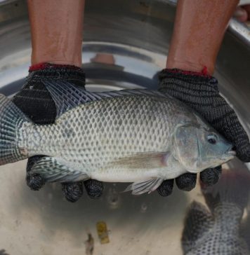 Thức ăn thủy sản Việt được trao chứng nhận quốc tế