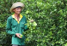 Liên kết trồng chanh không hạt xuất khẩu lãi hơn 400 triệu đồng/ha/năm