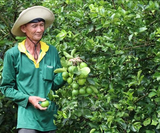 Liên kết trồng chanh không hạt xuất khẩu lãi hơn 400 triệu đồng/ha/năm