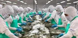 Xuất khẩu tôm quý cuối năm sẽ điều chỉnh giảm, do đâu?