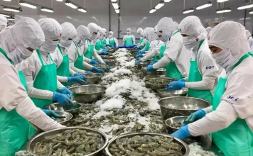 Xuất khẩu tôm quý cuối năm sẽ điều chỉnh giảm, do đâu?