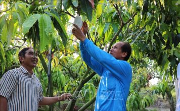 Mở rộng vùng chuyên canh cây ăn quả đặc sản có lợi thế cạnh tranh