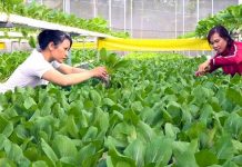 Cơ chế “chìa khóa” đón đầu xu thế kinh tế tuần hoàn với doanh nghiệp Việt