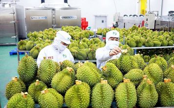 Xuất khẩu rau quả lấy lại đà tăng trưởng