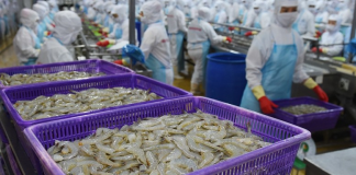VASEP: Xuất khẩu tôm sang EU có thể tăng chậm lại từ 2026