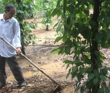 Làm giàu từ dó bầu – tiêu – điều