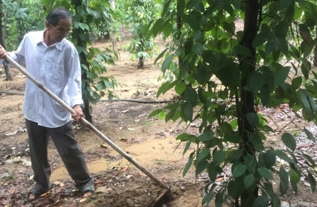 Làm giàu từ dó bầu – tiêu – điều