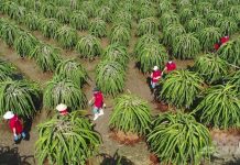 Thiết lập hệ thống xét cấp chứng nhận minh bạch cho sản phẩm hữu cơ