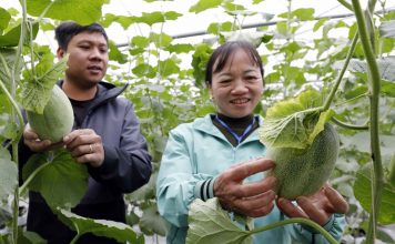 Tận dụng lợi thế, thu hút nhiều nhà đầu tư lớn vào nông nghiệp công nghệ cao