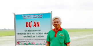 Độc đáo mô hình ‘lúa gọi sếu về’