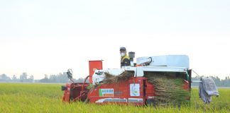 Những cánh đồng ‘mở đường’ nhân rộng 1 triệu ha lúa chất lượng cao