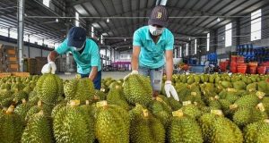 Chuyên gia đề xuất dùng AI kiểm soát tồn dư hóa chất trong sầu riêng