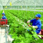 Từ 1/7 – dự án nông nghiệp hữu cơ được vay 70% vốn mà không cần thế chấp