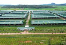 Chủ tịch tỉnh Gia Lai làm việc với THACO AGRI, bàn giải pháp gỡ vướng cho dự án nông nghiệp