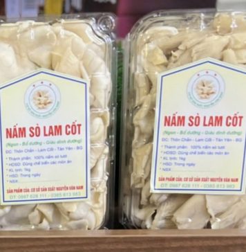 Sản phẩm OCOP Nấm sò Lam Cốt mở hướng phát triển mới cho địa phương
