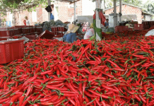 Giá ớt tăng mạnh, xuất khẩu mang về hàng chục triệu USD