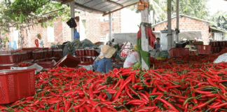 Giá ớt tăng mạnh, xuất khẩu mang về hàng chục triệu USD