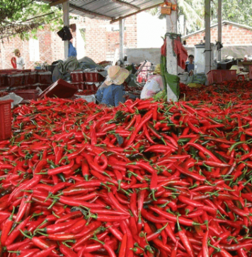 Giá ớt tăng mạnh, xuất khẩu mang về hàng chục triệu USD