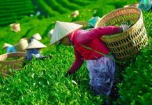 Hơn 400 container chè Việt mắc kẹt tại Pakistan: Ngành chè đứng trước nguy cơ đứt gãy chuỗi sản xuất