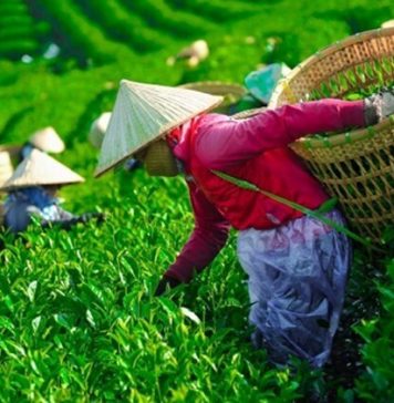 Hơn 400 container chè Việt mắc kẹt tại Pakistan: Ngành chè đứng trước nguy cơ đứt gãy chuỗi sản xuất