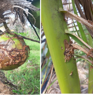 Sâu đầu đen hại dừa lây lan nhanh ở Trà Vinh