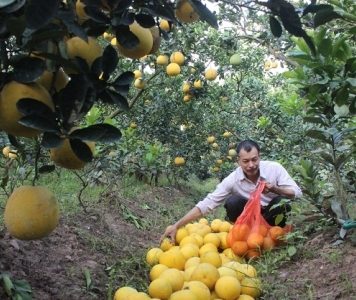 Cách làm giàu của “phù thủy” bưởi Diễn