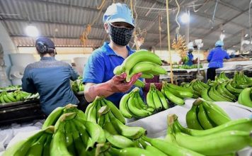 Ngành chuối Việt Nam trước dịch bệnh nguy hiểm