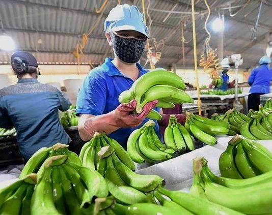 Ngành chuối Việt Nam trước dịch bệnh nguy hiểm