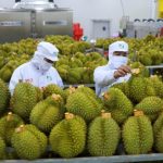 Xuất khẩu sầu riêng lập kỷ lục mới, vượt 3,3 tỷ USD