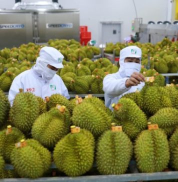 Xuất khẩu sầu riêng lập kỷ lục mới, vượt 3,3 tỷ USD