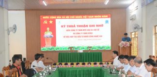 Cao su Chư Sê hợp tác với Vitad phát triển dự án trồng dứa công nghệ cao