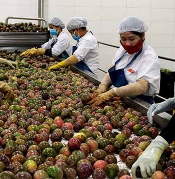 Siết kiểm soát chất lượng để giữ thị trường Trung Quốc