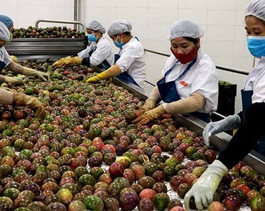 Siết kiểm soát chất lượng để giữ thị trường Trung Quốc