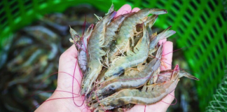 Trung Quốc chi hơn 1,1 tỷ USD nhập khẩu tôm Việt Nam