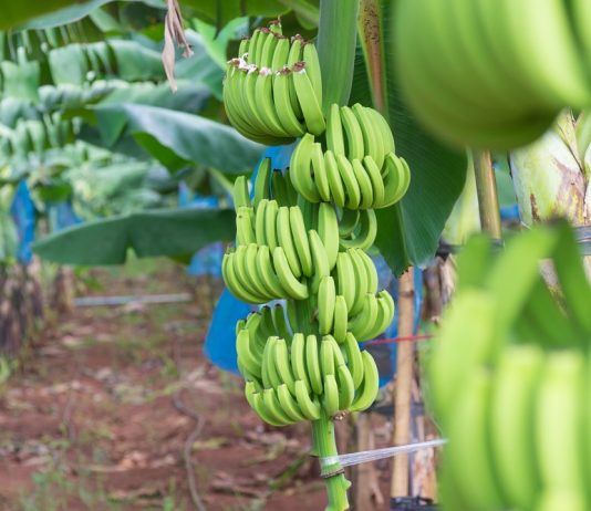 Phát huy tiềm năng xuất khẩu của các sản phẩm trái cây có lợi thế