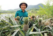 Làn sóng doanh nghiệp mới trong nông nghiệp đang dâng cao