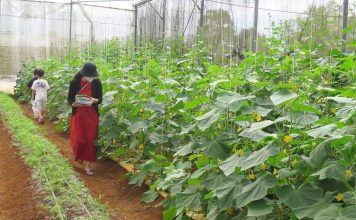 Nông dân Kon Tum hướng đến làm du lịch nông nghiệp