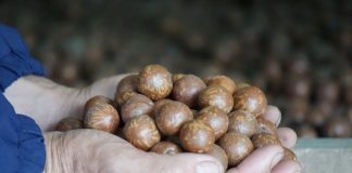 Trồng “cây tỉ đô”, vừa có tiền, vừa có rừng