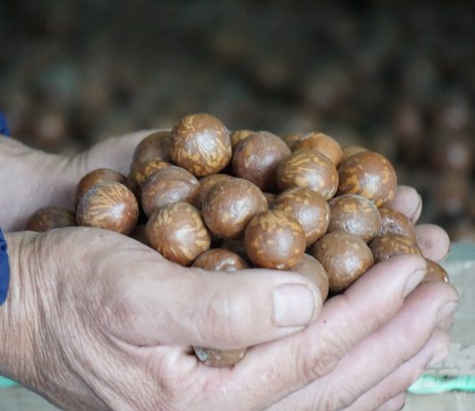 Trồng “cây tỉ đô”, vừa có tiền, vừa có rừng