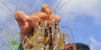 Mô hình tôm – lúa thuận thiên giúp nông dân thu lợi nhuận đáng kể