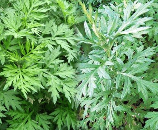 Rau ngải cứu có một tác dụng phụ đáng sợ, biết mà tránh kẻo “hại đủ đường”