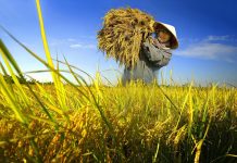 Ngành nông nghiệp triển khai kế hoạch giảm phát thải trong trồng trọt đến năm 2050