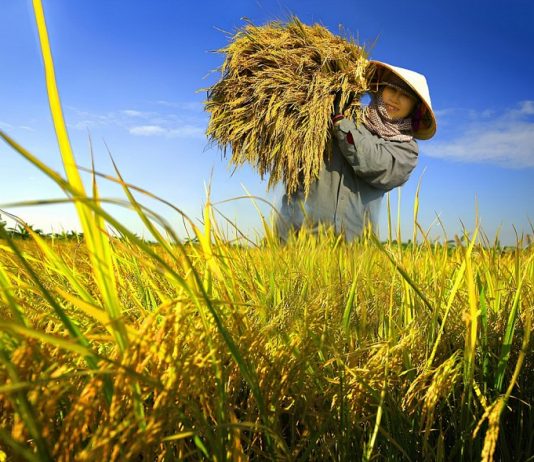 Ngành nông nghiệp triển khai kế hoạch giảm phát thải trong trồng trọt đến năm 2050