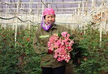 Lâm Đồng: Khi nhà nông liên kết với doanh nghiệp để làm giàu